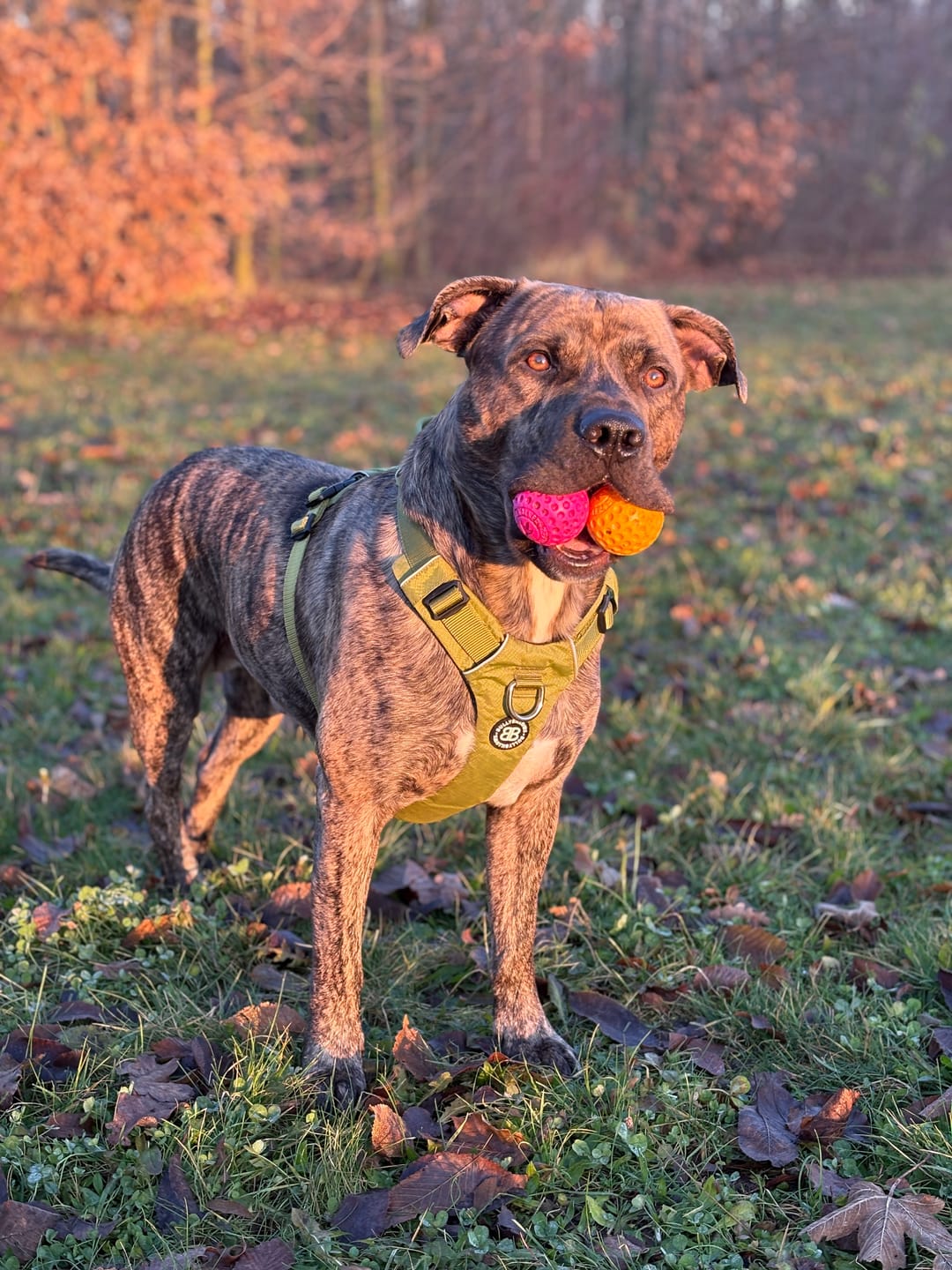 Customer photo review of Air Harness | Anti-Pull & With Handle - Olive Green