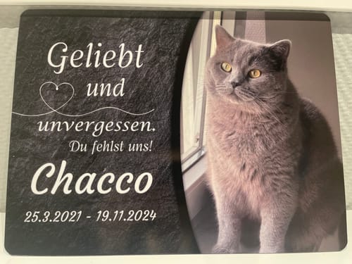 Customer photo review of Katzen Gedenktafel mit Foto & Spruch (UV- & Wetterfest)