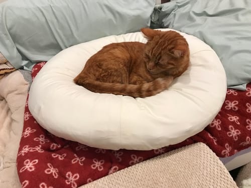 Customer photo review of Vanilla Pudding Bed