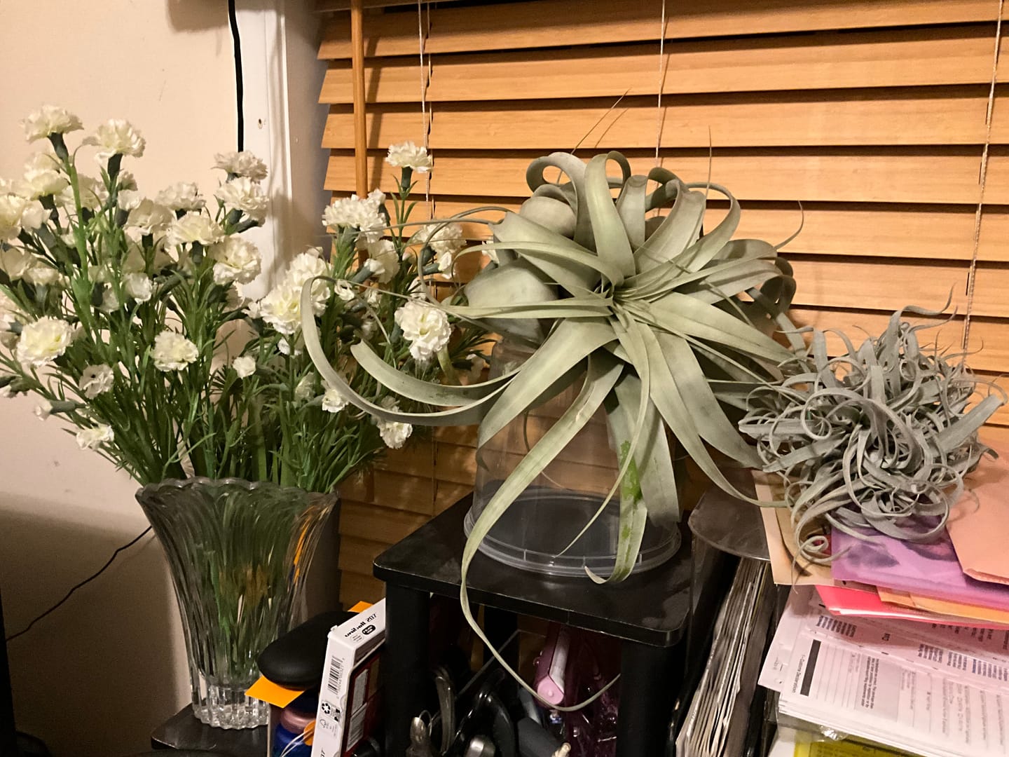 Customer photo review of Xerographica Thick Leaf Form  *Cannot Be Shipped Internationally*