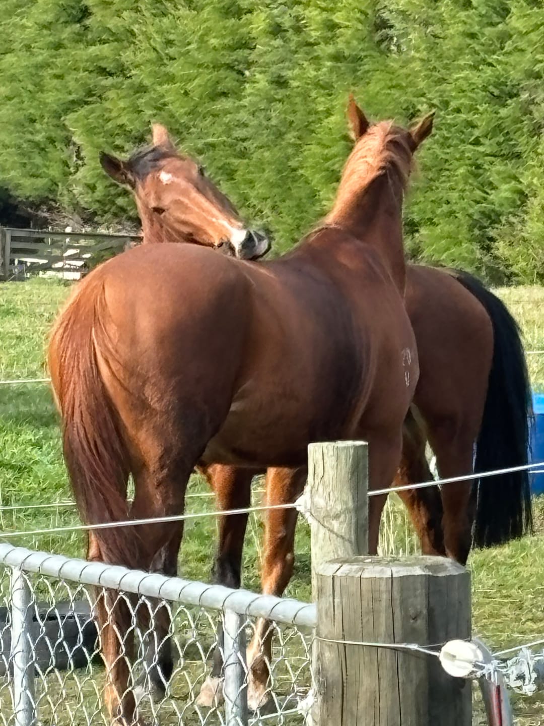 Customer photo review of Digestive VM - Equine Minerals & Vitamins