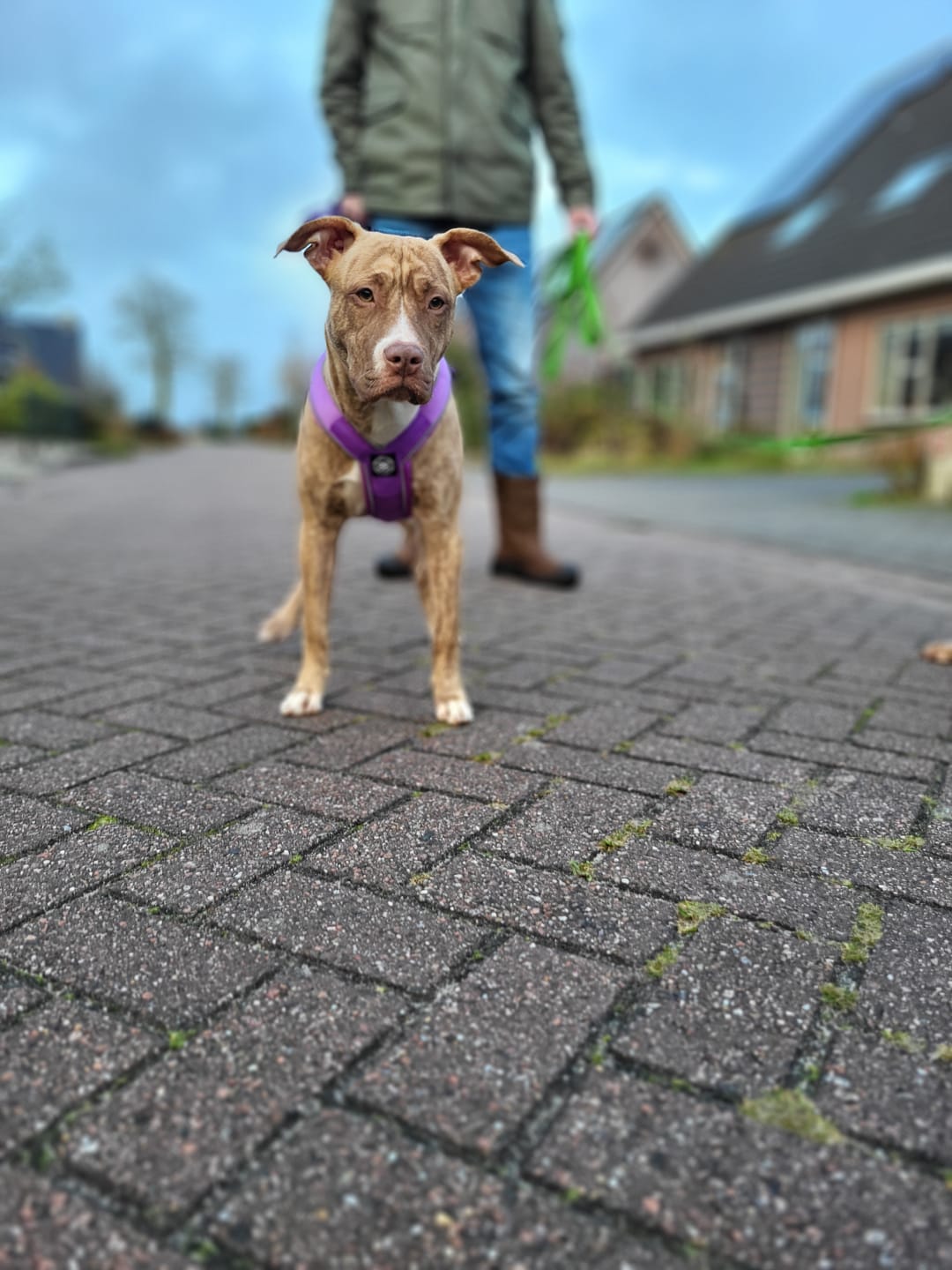 Customer photo review of Slip on Harness | Foam Padded - Purple