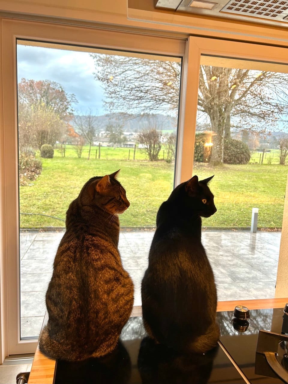 Customer photo review of Flappie