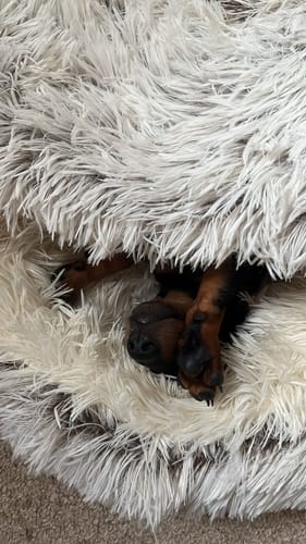 Customer photo review of Burrow Buddy™ - Pet Bed