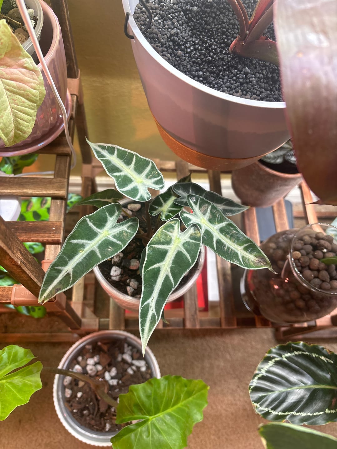 Customer photo review of Alocasia 'Bambino'