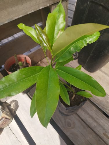 Customer photo review of Magnolio Grandiflora