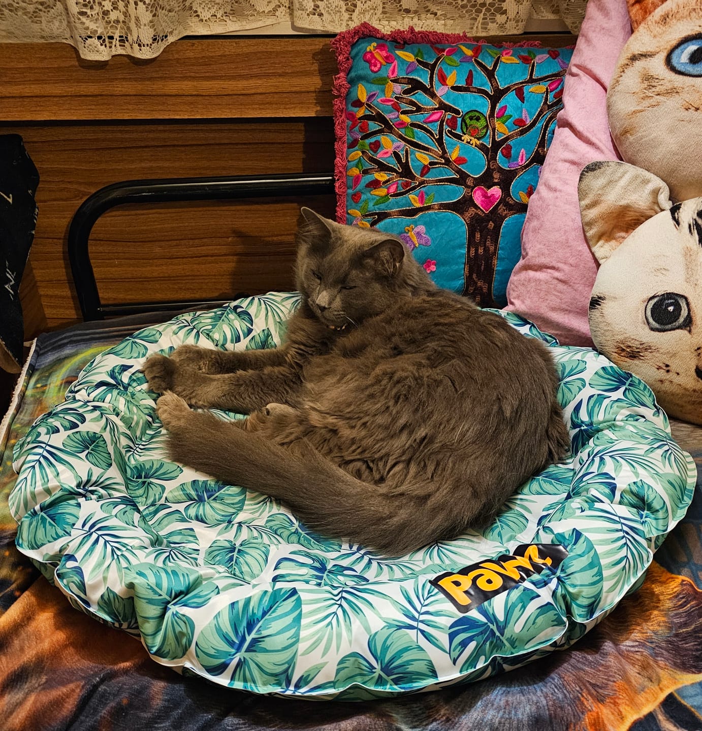 Customer photo review of PaWz Premium Pet Cooling Bed