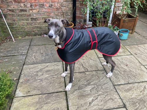 Customer photo review of Vetra - Warm Sighthound Coat with Zip Harness Hole