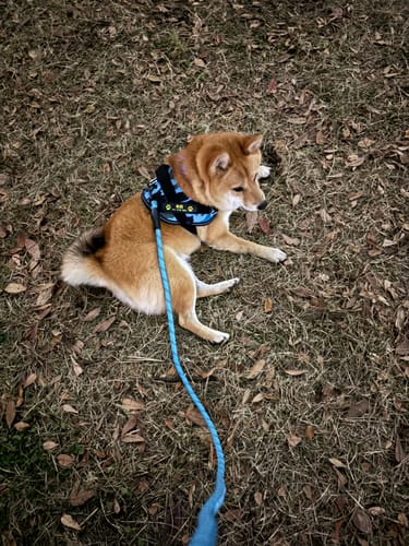 Customer photo review of FunFunPet 高機能ハーネス（お名前タグ作成サービス付き）