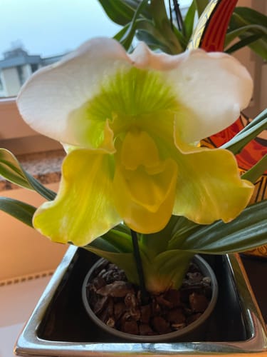 Customer photo review of Frauenschuh Paphiopedilum Grün-Weiß mit 1 Rispe