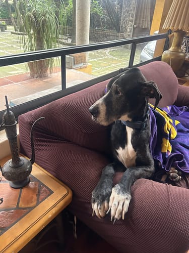 Customer photo review of Librela®