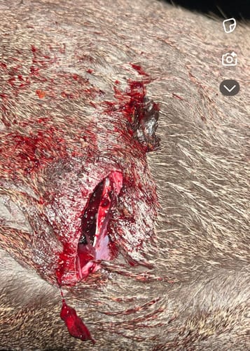 Customer photo review of Beast Broadheads