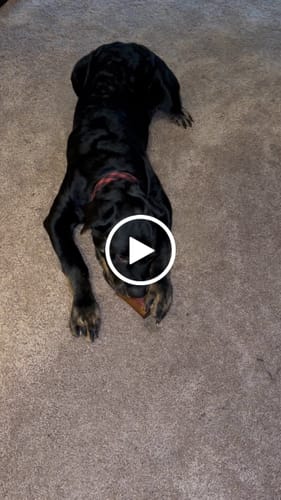 Customer video review of Smoked Beef Marrow Bone