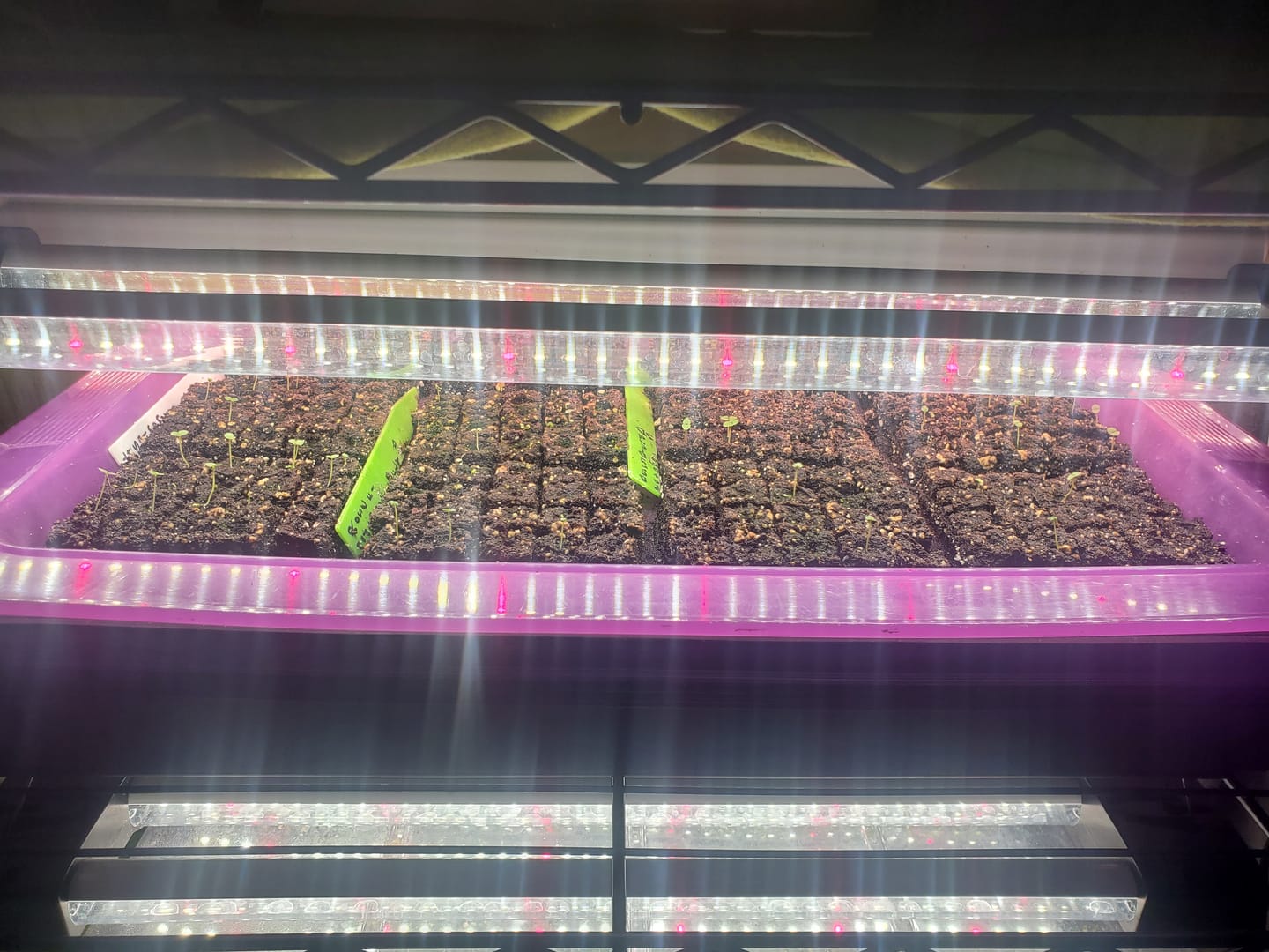 Customer photo review of Soil Block Maker Small 20 Cells