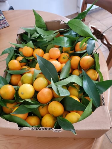 Denise A. review of Clémentines Bio - Origine Corse image 1 out of 1