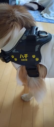 Customer photo review of 【プレミアム版】FunFunPet 高機能ハーネス （お名前タグ作成サービス付き）