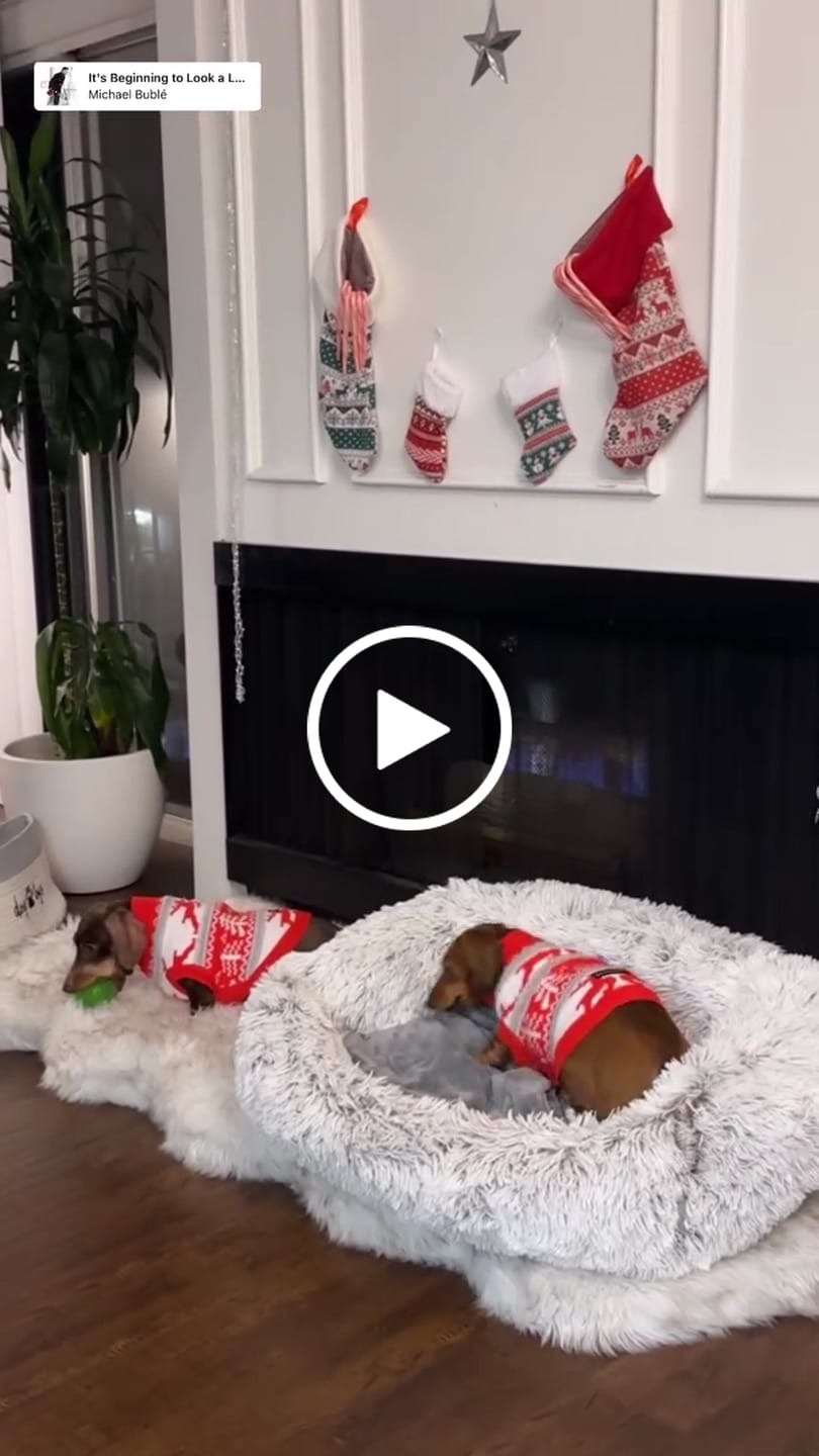Customer video review of Christmas Dog Knit Sweater