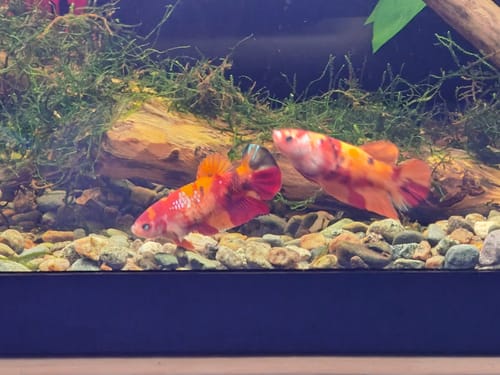 Customer photo review of Giant Koi Nemo Female Betta Fish Sorority | Successful Sorority Pack