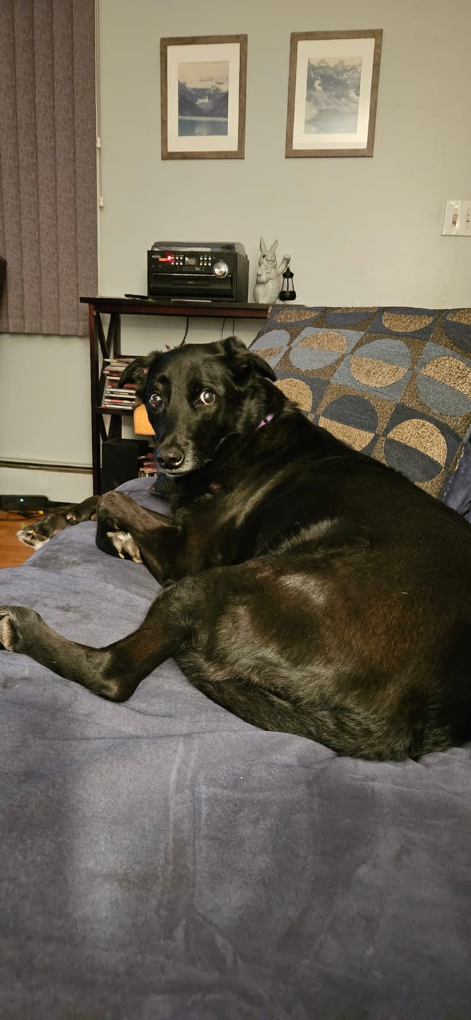 Customer photo review of 12 Inch Thick Braided Bully Stick