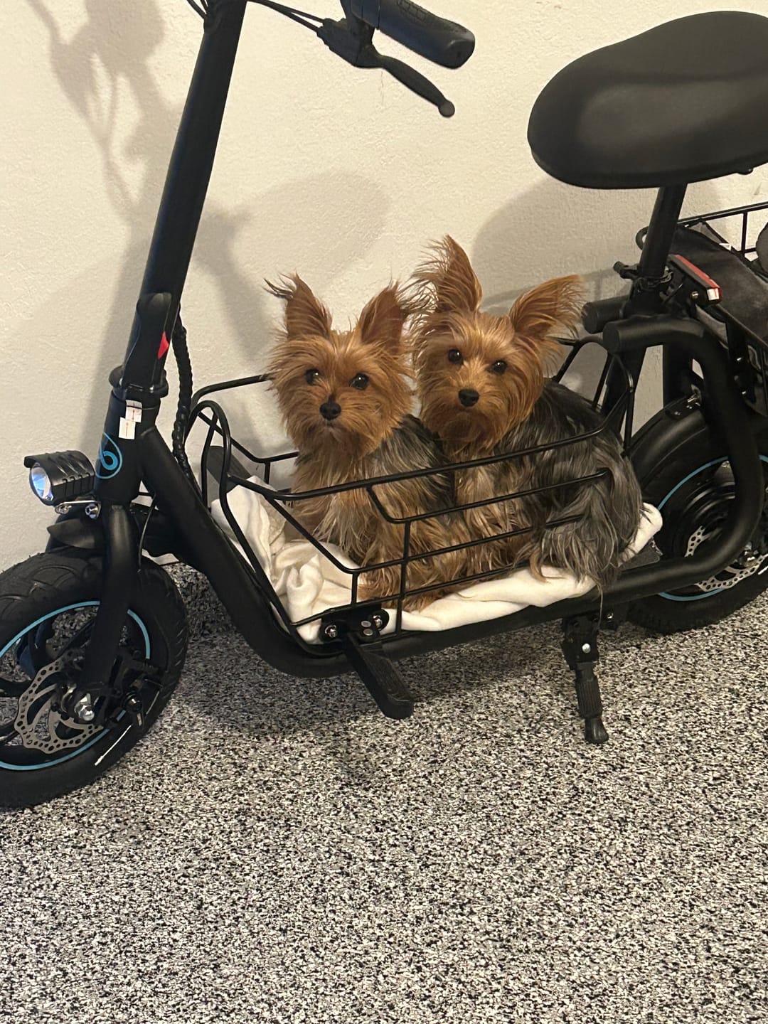 Customer photo review of Pet Cushion for C1S Pet Travel Electric Scooter (Set of 2)