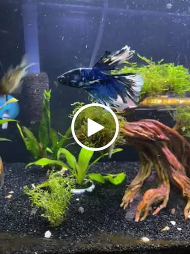 Customer video review of Blue Marble Dot Halfmoon Male Betta Fish | Order Directly From Farm | You Pick Fish