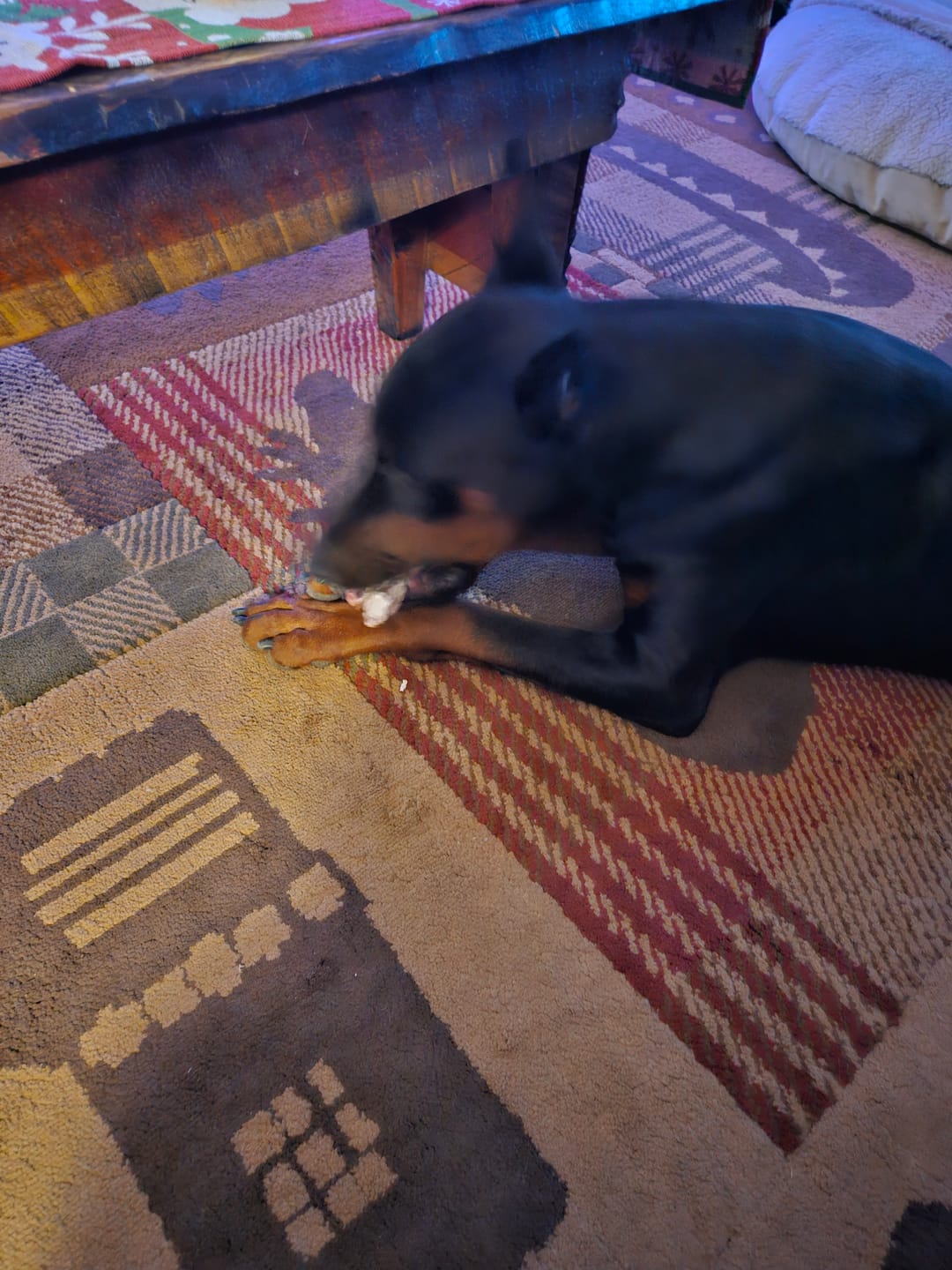 Customer photo review of 6 Inch Jumbo Braided Bully Stick