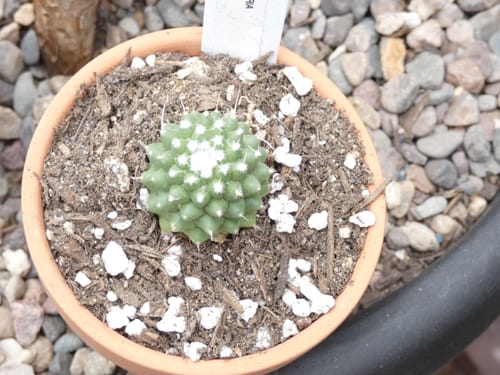 Customer photo review of Trichocereus grandiflorus | Torch Cactus