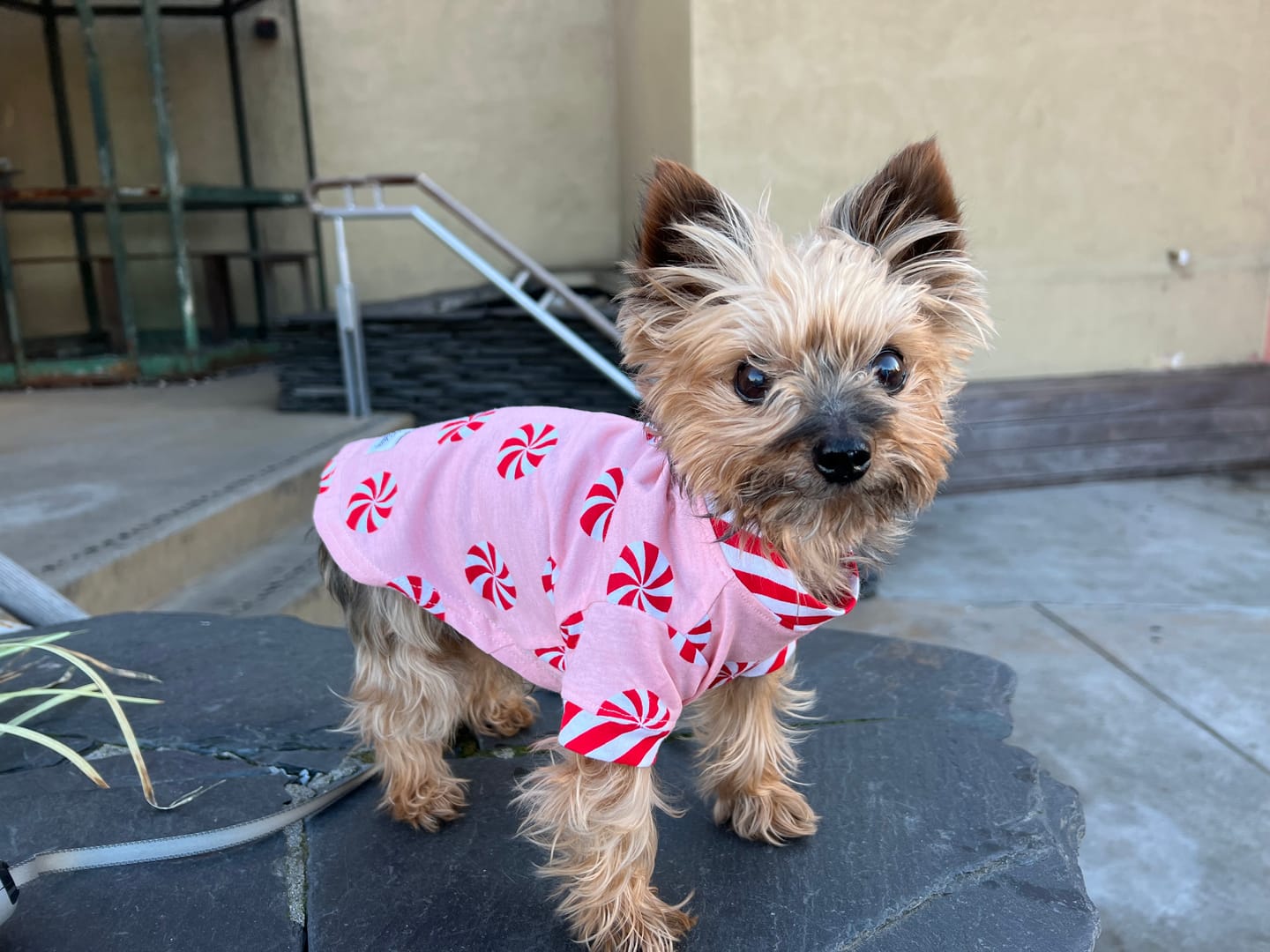 Customer photo review of Handmade Cotton Shirts - Holiday Candy