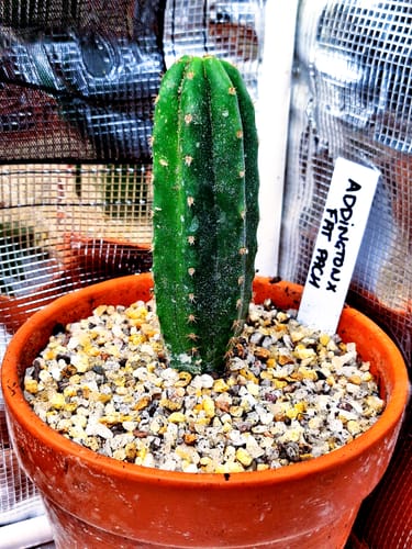 Customer photo review of San Pedro Cactus | Trichocereus (Echinopsis) Pachanoi
