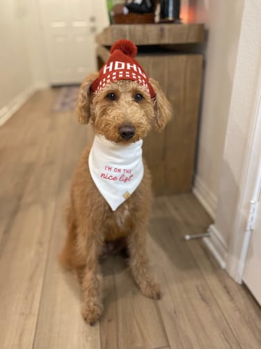 Customer photo review of Official Turkey Taster Embroidered Bandana