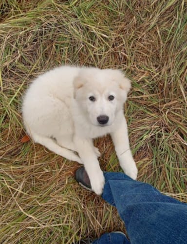 Customer photo review of Our Detergent Sheets