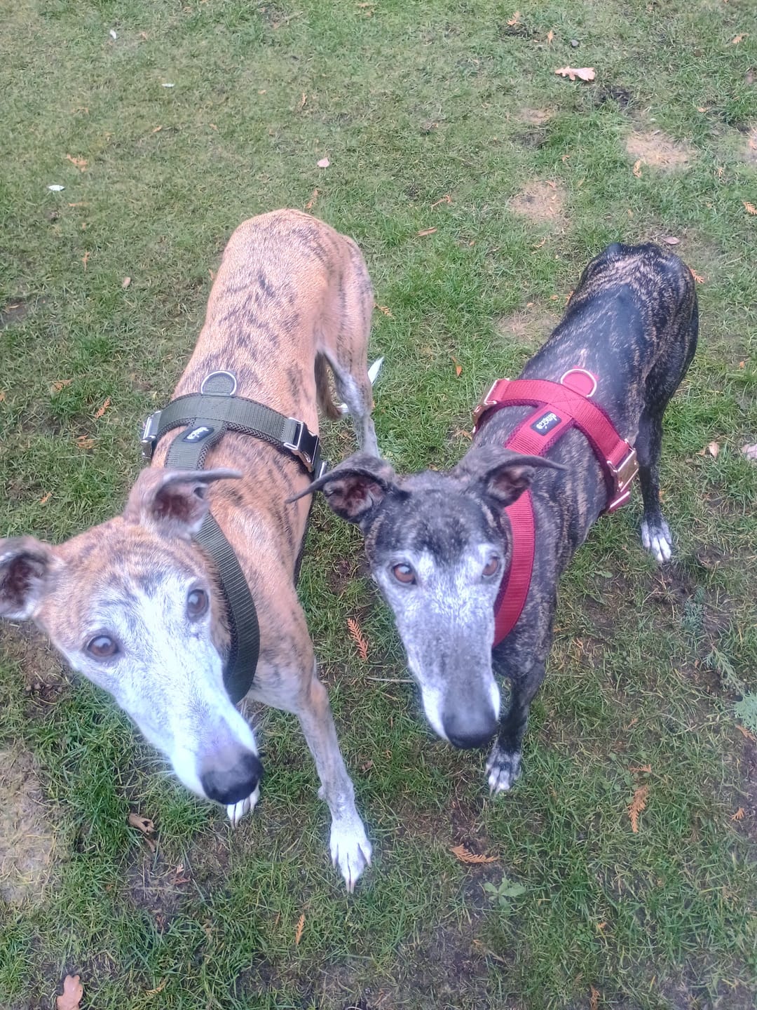 Customer photo review of Hundegeschirr PRO "Bordeaux"