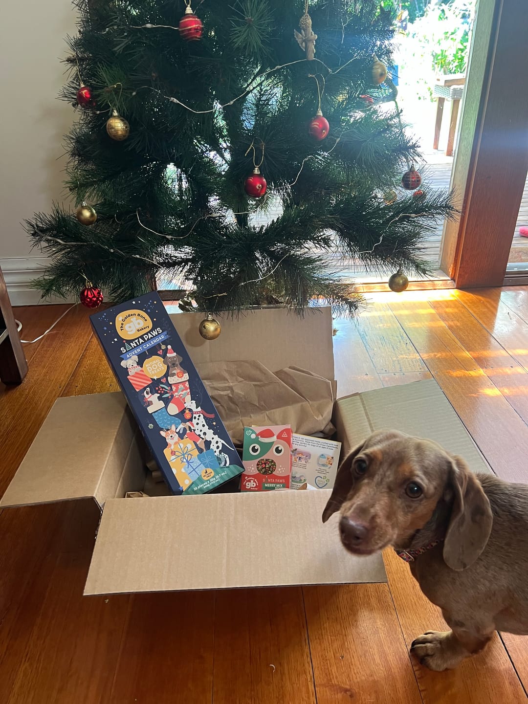 Customer photo review of Advent Calendar Christmas Dog Treats