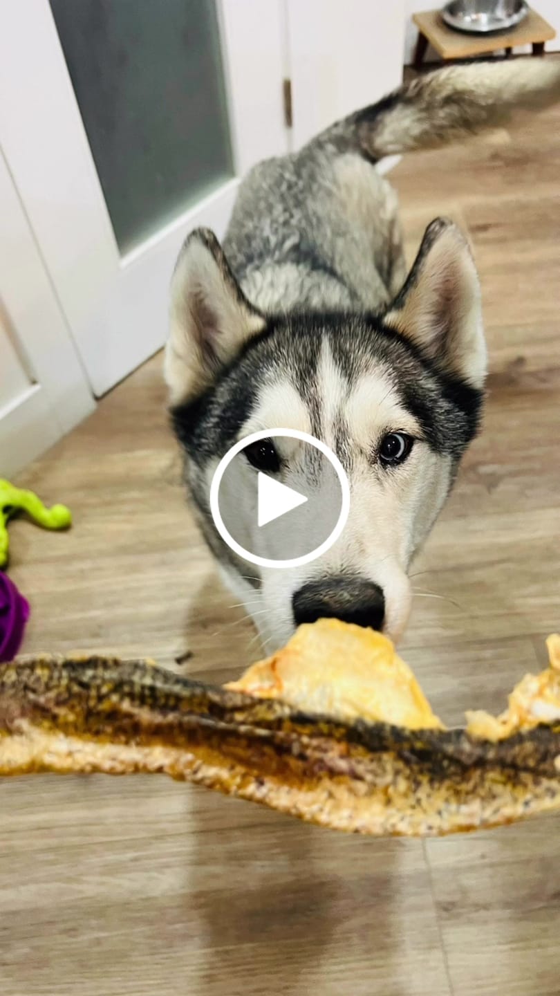 Customer video review of Walleye Skins