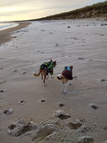 Customer photo review of Sighthound Escape Proof Harness