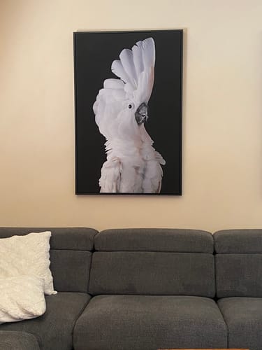 Customer photo review of Cockatoo Gaze I