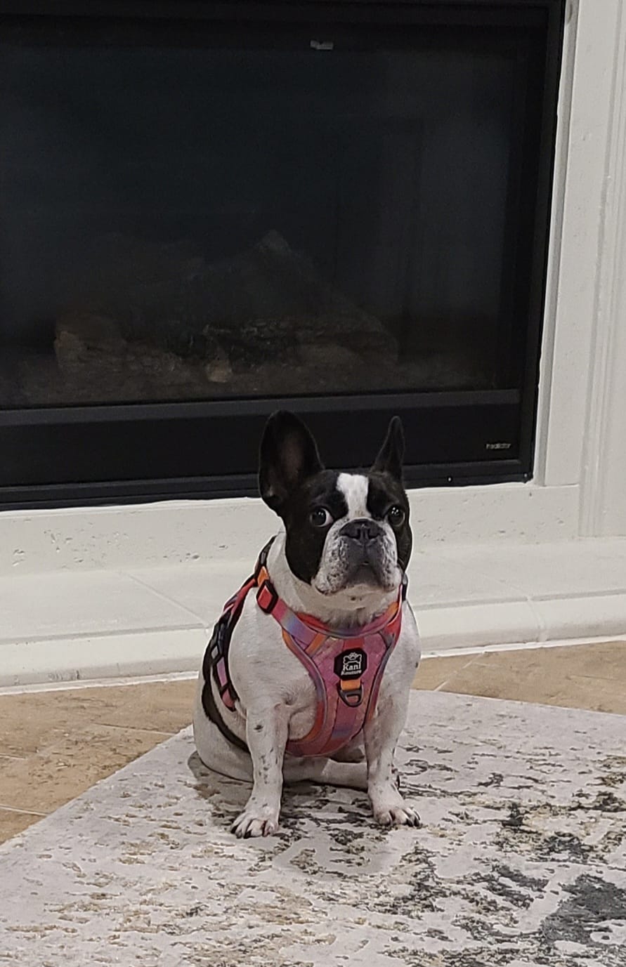 Customer photo review of Fuchsia Meadows - Adventure Leather Harness