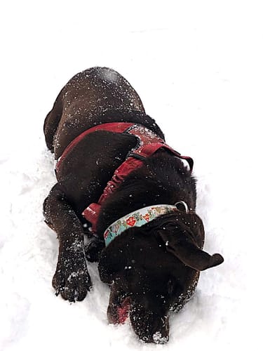 Customer photo review of Snow Day Buckle Collar