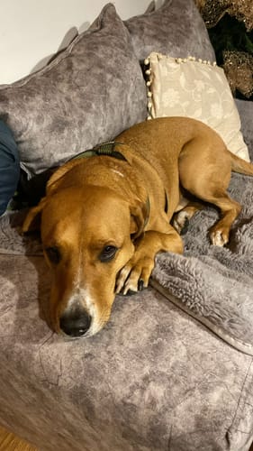 Customer photo review of Studio 2 1Gen