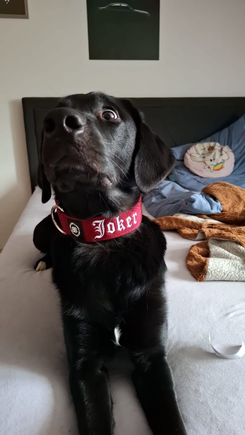 Customer photo review of 4cm Combat® Collar | Rated Clip - NO HANDLE - Burgundy