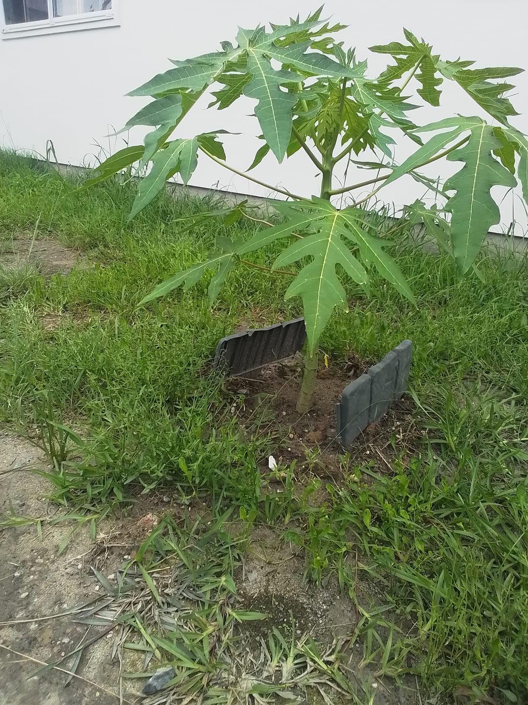 Customer photo review of Yellow Paw Paw - Self Pollinating RESTRICTED TO SOUTH EAST QLD