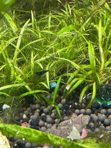 Customer photo review of Blue Dream Shrimp