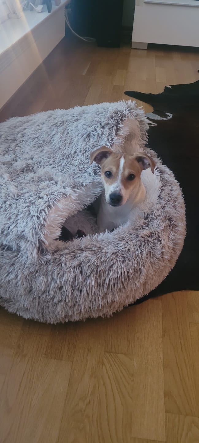 Customer photo review of CozyCave™ Suojaisa peti lemmikeille