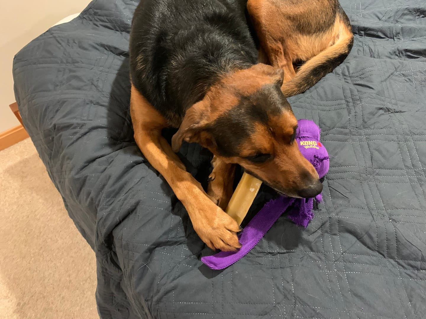 Customer photo review of Himalayan Yak Chew (EXTRA LARGE)