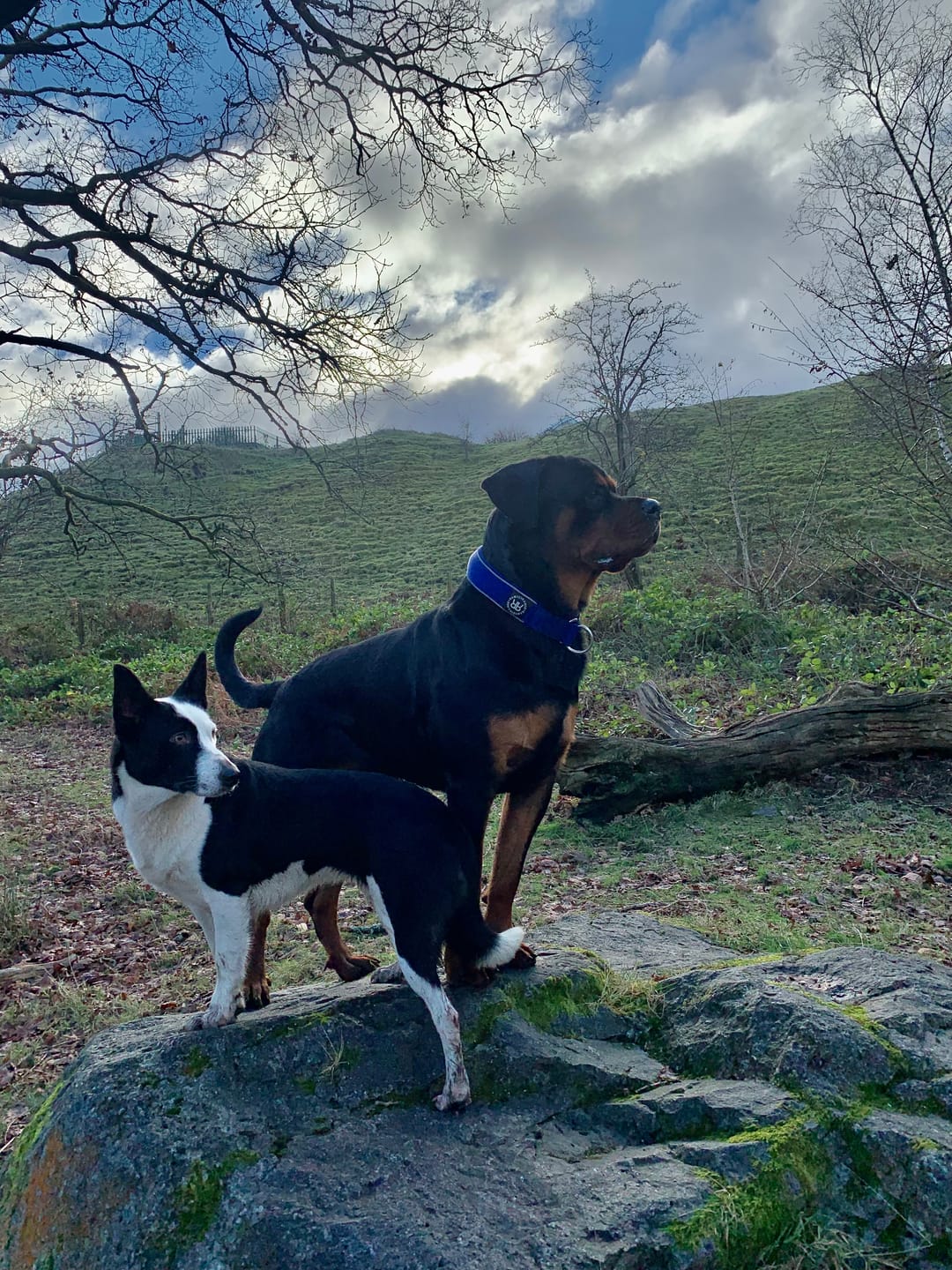 Customer photo review of 5cm Slip on Collar | Foam Padded - Blue
