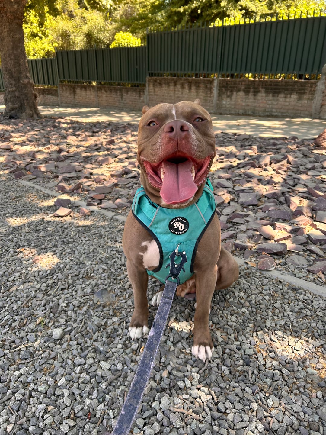 Customer photo review of Arnés Comfort para Perros - Street Dogs - Turquoise