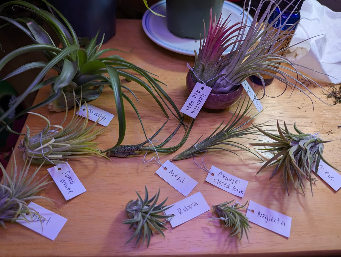 Customer photo review of Ionantha Guatemala