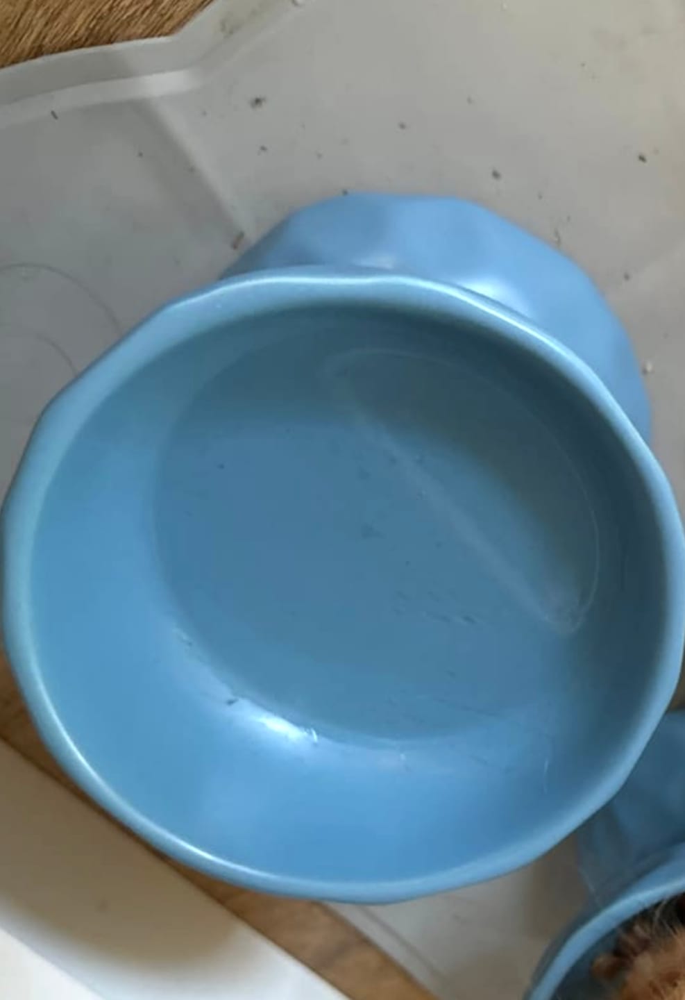 Customer photo review of Tilting Ceramic Cat Bowls With Uneven Texture