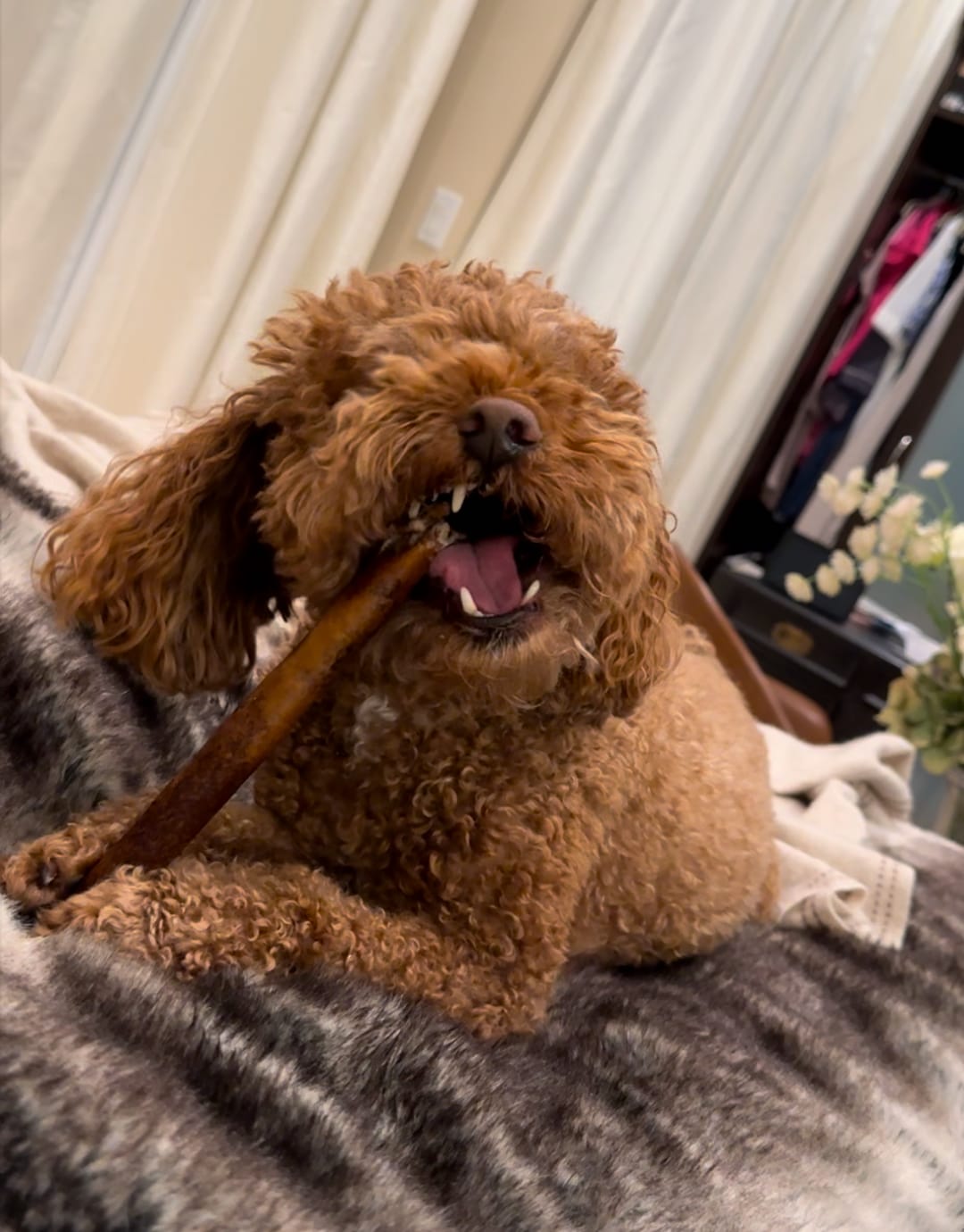Customer photo review of Bully Sticks - 12 Inch