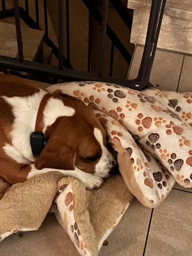 Customer photo review of Unterdecke für Hunde und Katzen